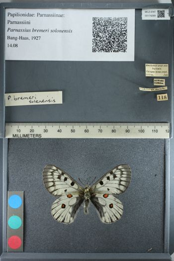 Media type: image;   Entomology 174289